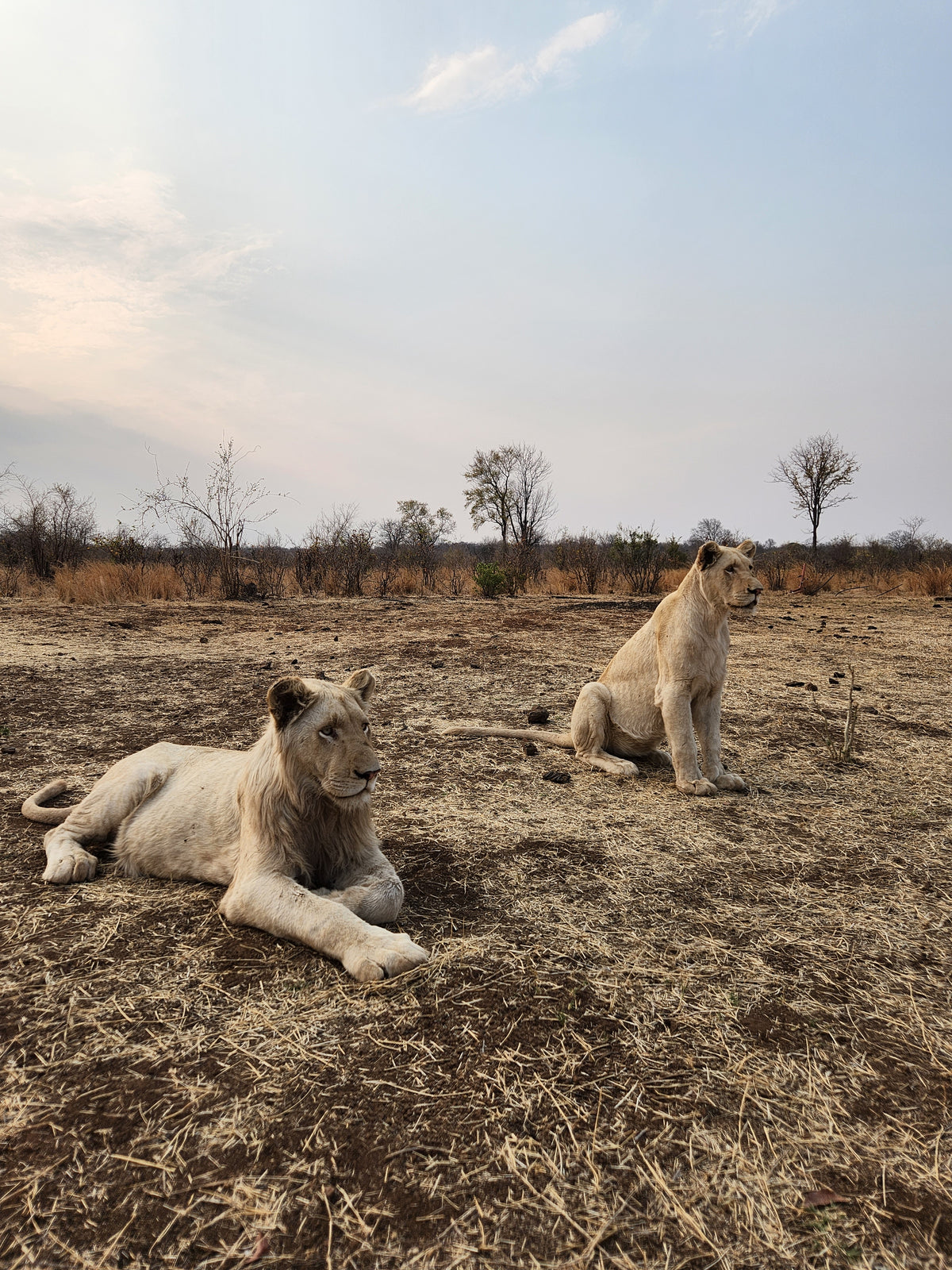 Wildlife
