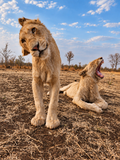 Curiosity and a Roar