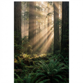Sun rays through an ancient redwood forest