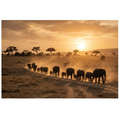 Elephants crossing the Serengeti at golden hour