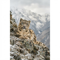 Snow leopard resting on a Himalayan rock ledge